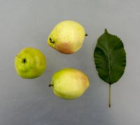 Gult Augustæble
